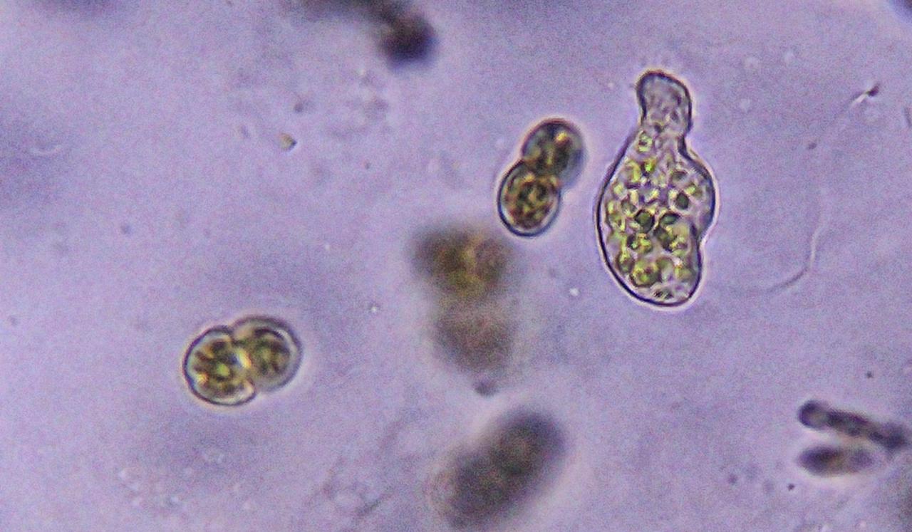 Quando la manutenzione latita, la Natura ringrazia